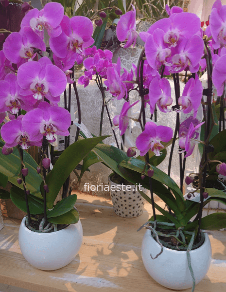 Pianta di Phalenopsis, diversi colori a scelta
