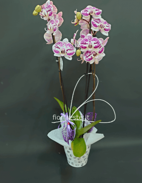 pianta di phalenopsis colori vari con vaso ceramica abbinato