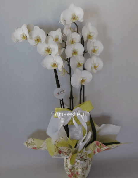 pianta di phalenopsis colori vari