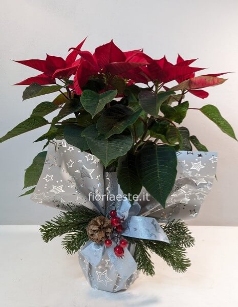Stella di Natale grande confezionata