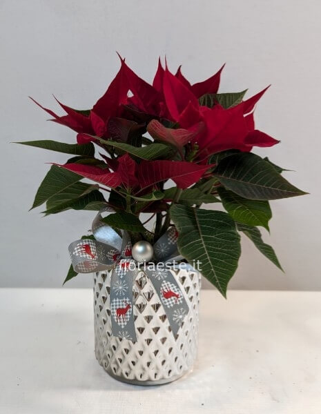 Stella di Natale piccola con vaso ceramica