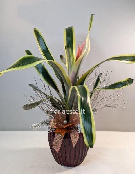 Aechmea con vaso ceramica extra