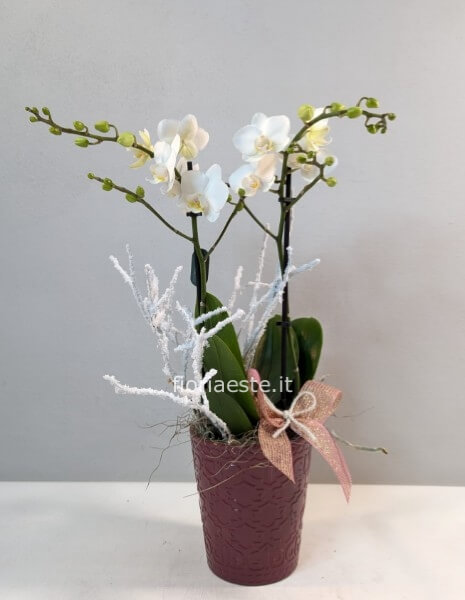 Phalenopsis  con vaso ceramica