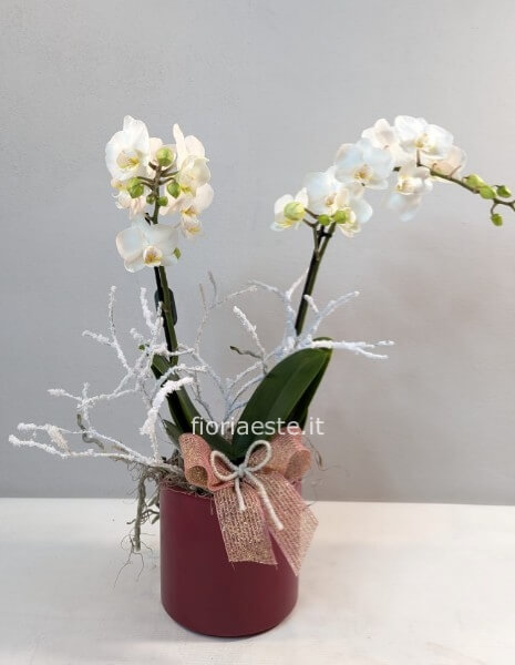 Phalenopsis con vaso ceramica