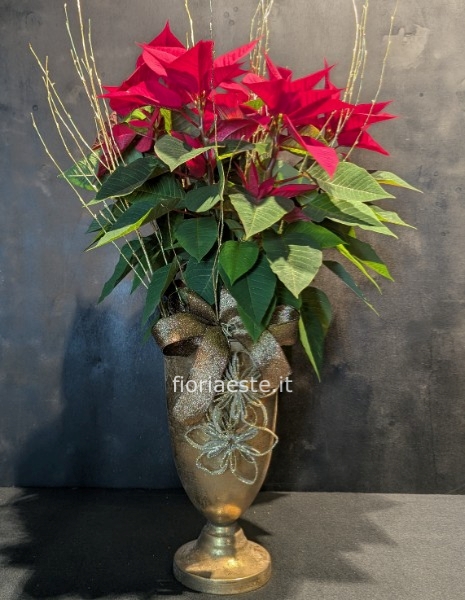 Stella di Natale in coppa oro