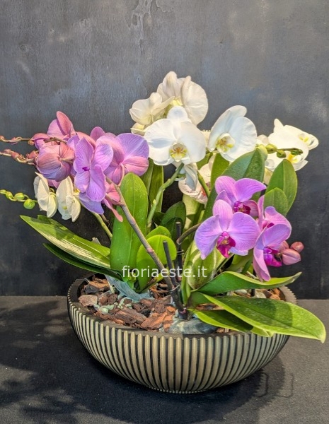 Ciotola gigante con orchidee